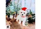 Cheap Maltese Puppies for sale