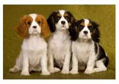 King Cavalier Puppies For Sale