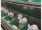 Expert Rabbit Cage Building for Happy, Healthy Pets