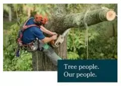 Highline Tree Care: Expert Tree Removal Services on the Mornington Peninsula