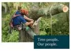 Highline Tree Care: Expert Tree Removal Services on the Mornington Peninsula