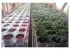 Hydroponic Growing Supplies for Sale