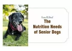 Know All About The Nutrition Needs of Senior Dogs