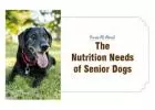 Know All About The Nutrition Needs of Senior Dogs