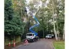 Tree Removal in Hitchin