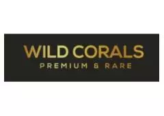 Rare SPS corals for sale