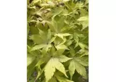 Why Garden Owners Need Acer Palmatum Suminagashi Japanese Maple