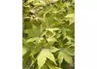 Why Garden Owners Need Acer Palmatum Suminagashi Japanese Maple