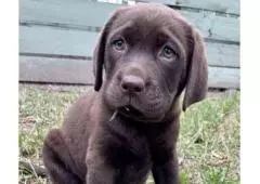  Labrador Retriever puppies for sale in melbourne
