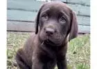  Labrador Retriever puppies for sale in melbourne