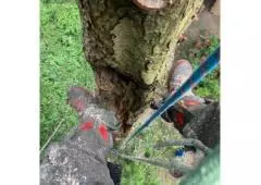 Summit Tree Care - Tree Services & Removals