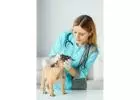Close Care for Canines: Veterinary Doctor Near Me for Dogs