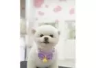 Get the best Dog Grooming in Little India
